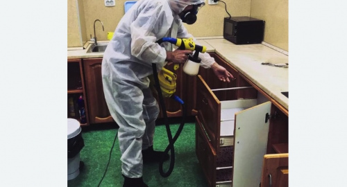 Уничтожение насекомых в квартире. Кадников