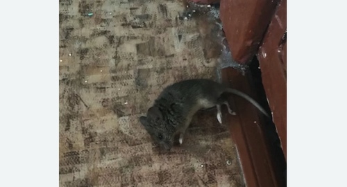 Дезинфекция от мышей в Кадникове