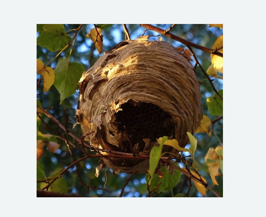 Обработка от шершней в Кадникове