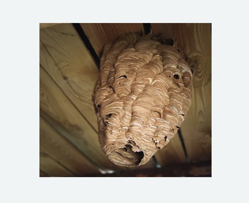 обработка от шершней в Кадникове