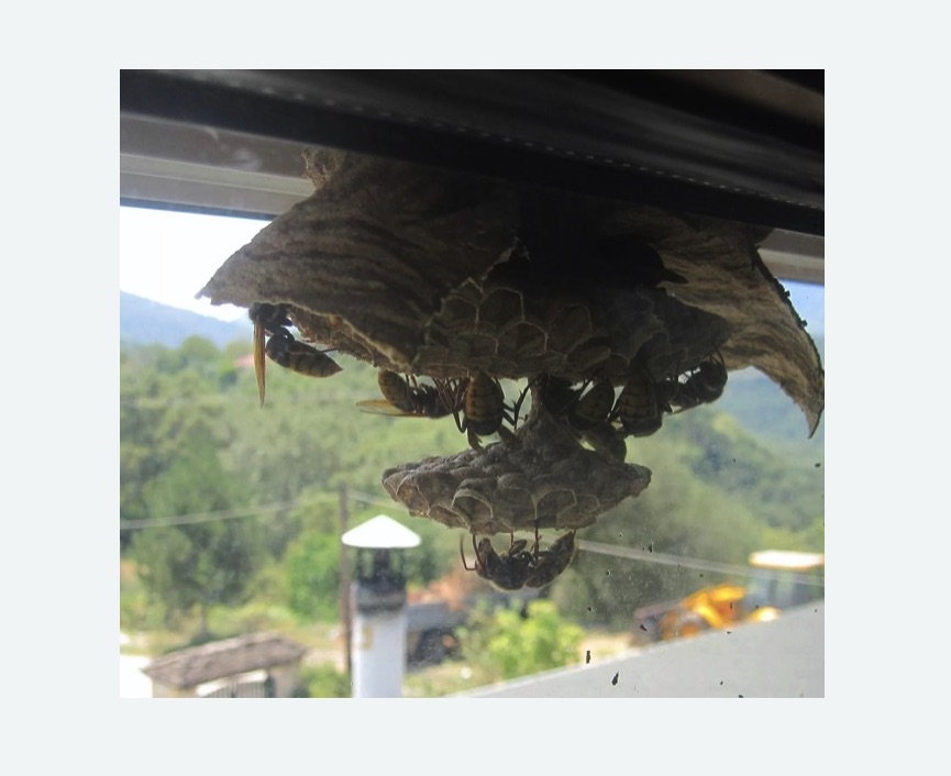 Уничтожение гнёзд шершней в Кадникове