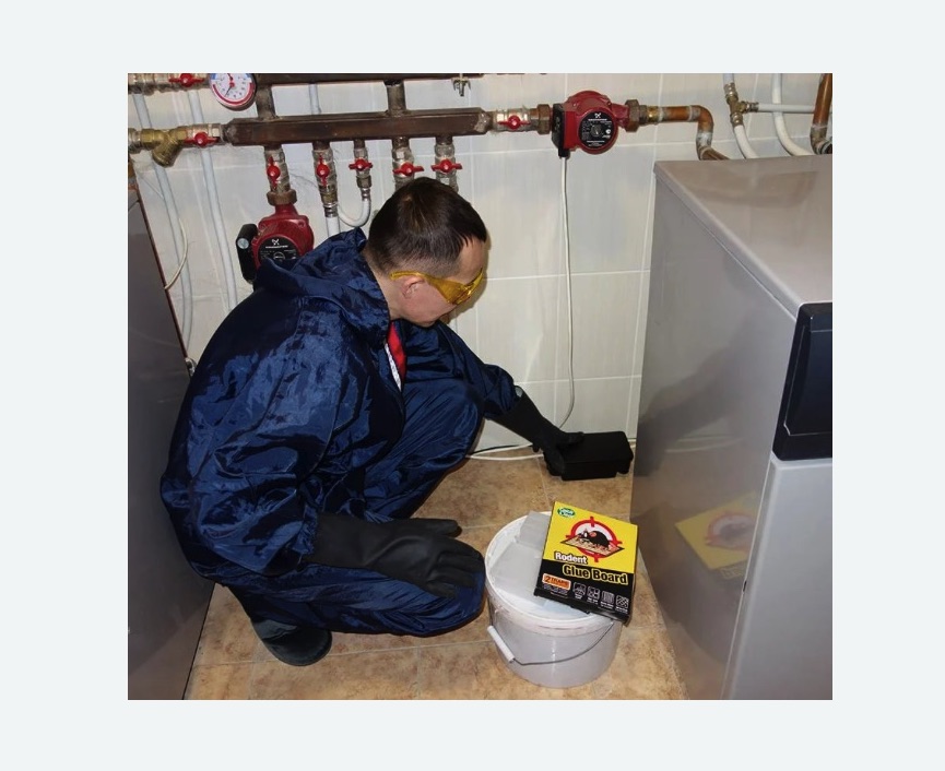 Уничтожение крыс в Кадникове