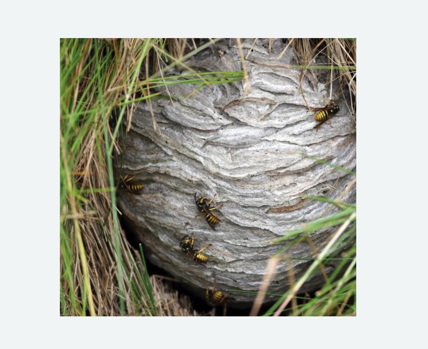 Уничтожение ос и ульев в Кадникове